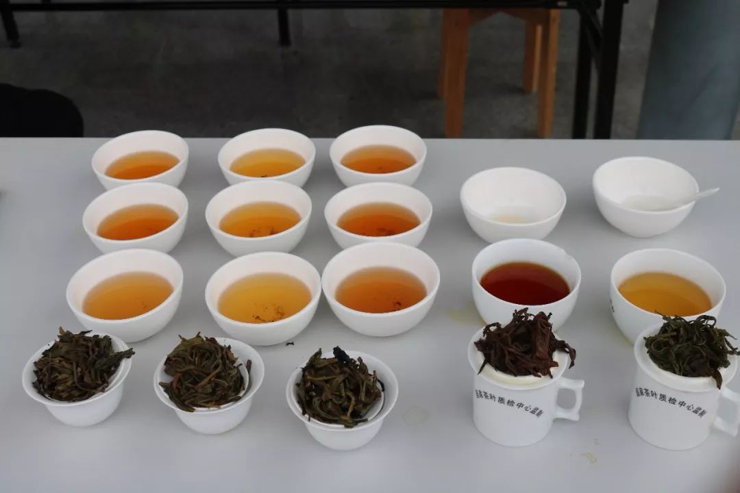 首屆廣東省評茶員技能大賽圓滿落幕，東方國際茶都飄香引才